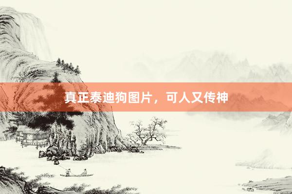真正泰迪狗图片，可人又传神